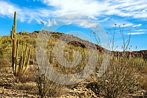 Giant Saguaros and flowering Ocotillo cacti inside Organ Pipe Cactus National Monument