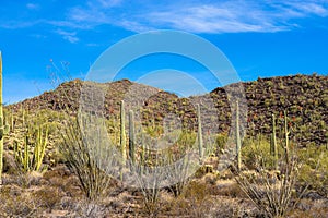 Giant Saguaros, Organ Pipes, and flowering Ocotillo cacti inside Organ Pipe Cactus National Monument