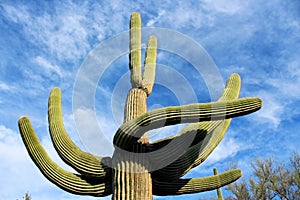 Giant Saguaros, Saguaro National Park