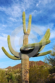 Giant Saguaros, Saguaro National Park