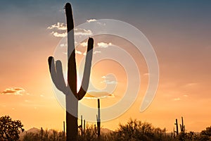 Giant Saguaros at Sunset in Sonoran Desert near Phoenix. photo