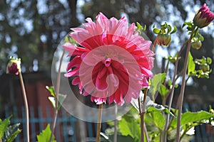 Giant salmon-pink darling is as beautiful Dahlia \'Islander\'