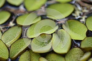 Giant salvinia