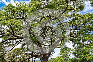 Giant Saman Tree on St Kitts