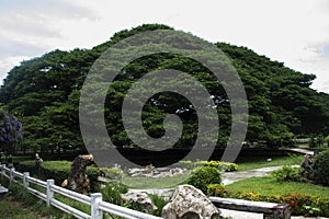 Giant samanea saman plants or large massive rain trees or big monkey pod tree over 100 years old in garden park for thai people