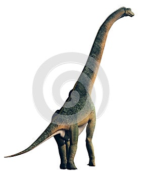 Giant Sauropod Back on White photo