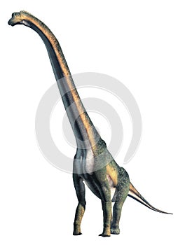 Giant Sauropod Front on White