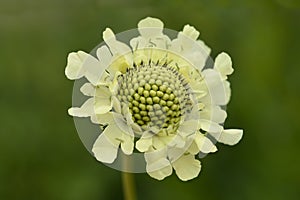 Giant scabious