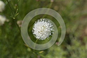 Giant scabious