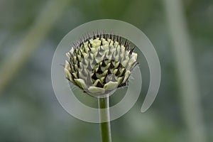 Giant Scabious Cephalaria gigantea, bud