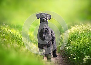 Giant schnauzer dog