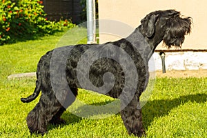 Giant Schnauzer dog.