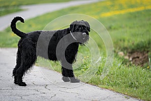 Giant schnauzer dog with black shaggy fur and tongue outside running in summer on a road along a meadow with grass, Germany