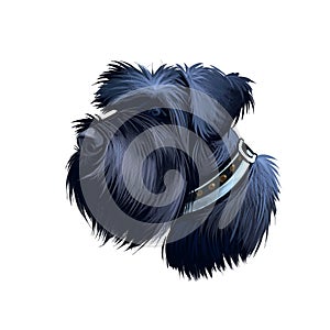 Giant Schnauzer dog breed digital art illustration isolated on white. Popular puppy portrait with text. Cute pet hand drawn