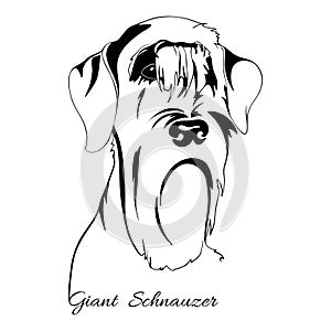 Giant Schnauzer dog head