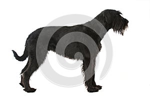 Giant schnauzer dog isolated on white background