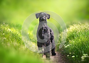 Giant schnauzer dog photo