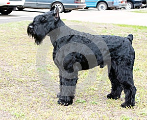 Giant schnauzer left side.