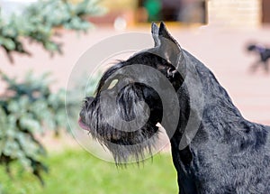 Giant Schnauzer portrait.