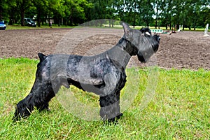 Giant schnauzer profile.