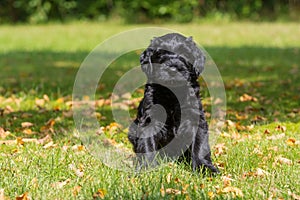 Giant schnauzer puppy sitting in a meadow