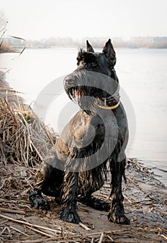 Giant schnauzer on the river bank. German breed of dogs