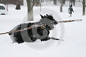 Giant schnauzer runs gallop with an aport in snow