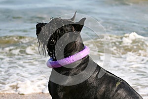 Giant Schnauzer sits on the beach with a puller around his neck.