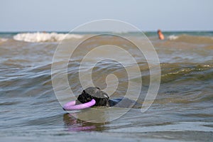 Giant Schnauzer stands with a puller on the surf line in the waves in the sea