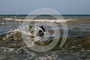 Giant Schnauzer swims safely during a storm waves