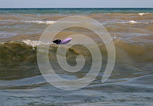 Giant Schnauzer swims in the sea with puller