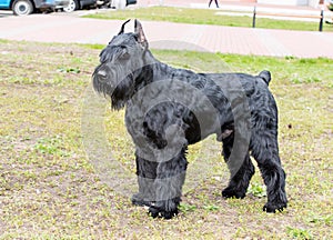 Giant schnauzer waits.