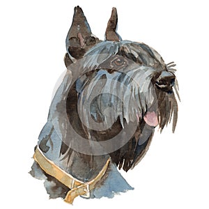 The giant schnauzer watercolor hand painted dog portrait
