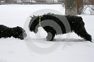 Giant Schnauzers play in the snow in winter. Mother invites to the game grown daughter.
