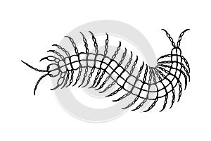 Giant Scolopendra. Vector stock illustration eps10. Isolate on white background, outline, hand drawing.