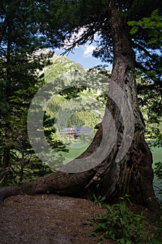 Obří borovice skotská na břehu horského jezera Popradské Pleso ve Vysokých Tatrách, Slovensko