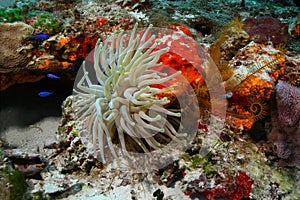 Giant Sea Anemone - Cozumel