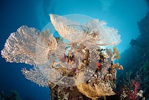 Giant sea fan colony
