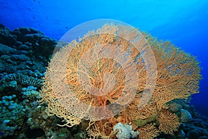 Giant Sea Fan Coral