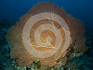 Giant sea fan coral