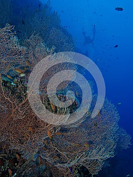 Giant sea fan coral