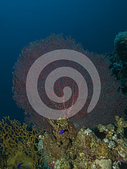 Giant sea fan coral