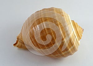 Giant Sea Shell against a White Background