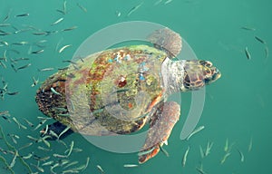 Giant Sea Turtle