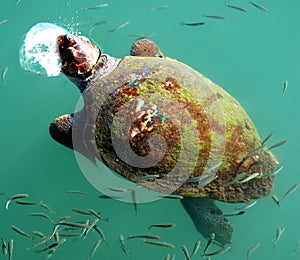 Giant Sea Turtle