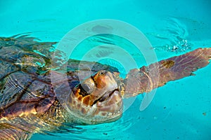 Giant Sea Turtle