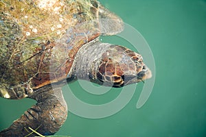 Giant sea turtle