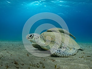 Giant Sea turtle close-up Red Sea Egypt