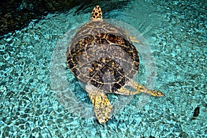 Giant sea turtle