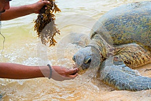The giant sea turtle surfaced in shallow water photo